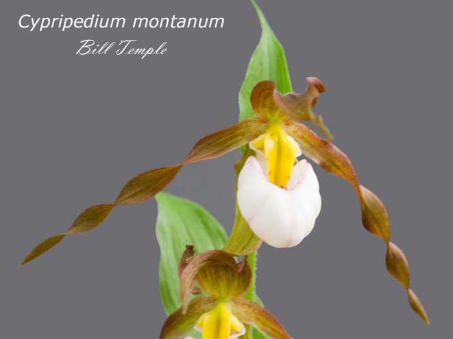 Photo of Cypripedium montanum