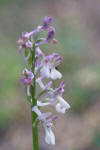 Anacamptis picta