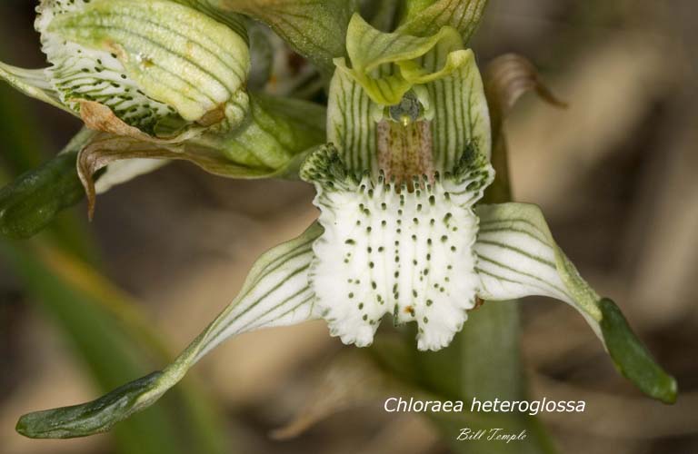 Photo of chloraea heteroglossa 