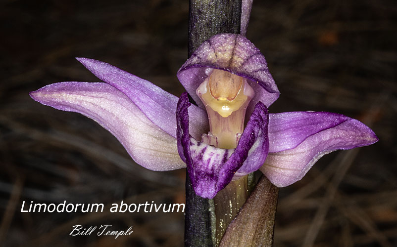 Limodorum abortivum