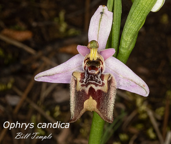 Ophrys candica