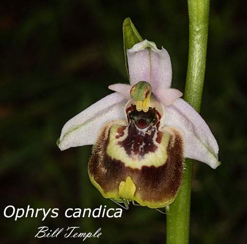 Ophrys candica