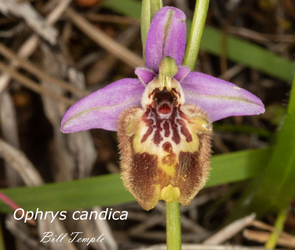 Ophrys candica