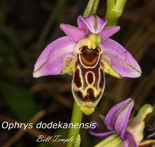 Ophrys dodekanensis