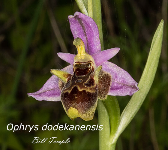 Ophrys dodekanensis