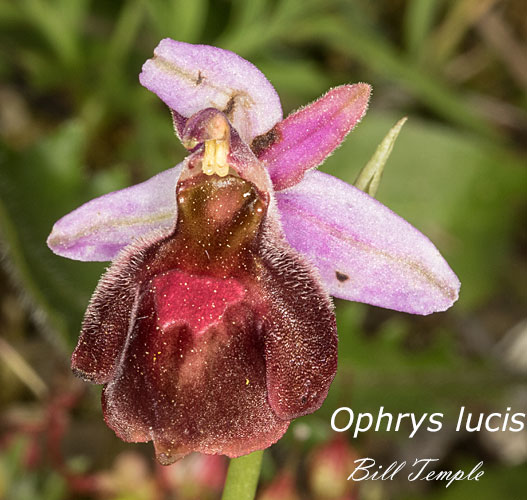 Ophrys lucis