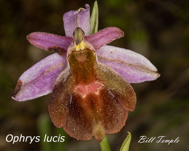 Ophrys lucis