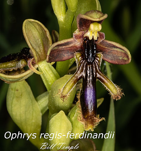 Ophrys regis-ferdinandii