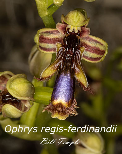 Ophrys regis-ferdinandii