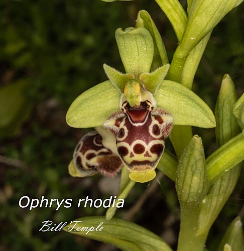 Ophrys rhodia