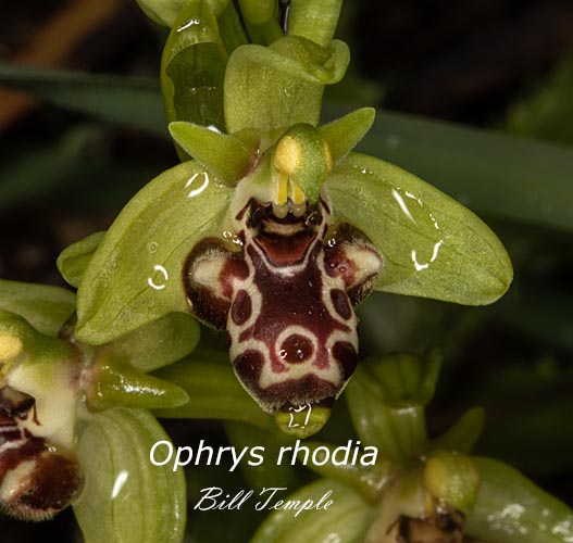 Ophrys rhodia